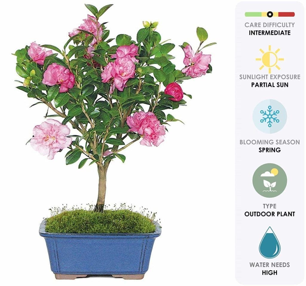 Eight Benefits of Having Trees in Your Garden RESOURCE CHEST